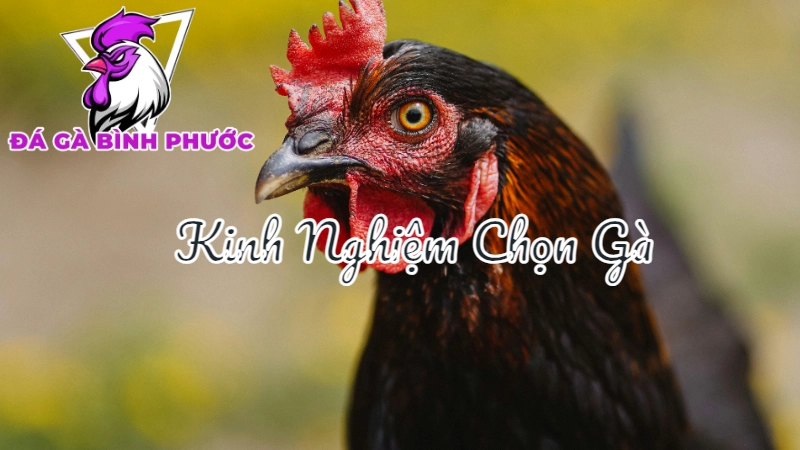 Kinh Nghiệm Chọn Gà Để Đặt Cược Trong Trận Trực Tiếp