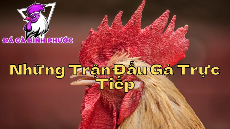 Những Trận Đấu Gà Trực Tiếp Nổi Bật Tại Bình Phước